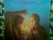 MOODY BLUES - EVERY GOOD BOY DESERVES FAVOUR (lp)