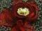 [995] Ozdoba włosów SYLWESTER kwiat bordo WYPRZEDA
