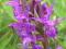 storczyk gruntowy - fiolet