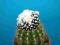 149.Kaktusy Copiapoa tenuissima 'Monstruosa'