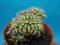 157.Kaktusy Gymnocalycium anisitsii'Cristata'