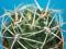 159.Kaktusy Gymnocalycium monvillei