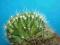167.Kaktusy Echinocereus cinerascens 'Cristata'
