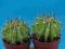 168.Kaktusy Echinopsis chacoana x2