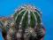 169.Echinopsis multiplex'Haku-Jo'