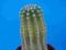 170.Kaktusy Echinopsis hybryda'Variegata'