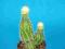 172.Kaktusy Echinopsis hybryda'Albicephalus'