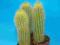 184.Kaktusy Vatricania guentherii x 3 siewki