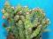 186.Kaktusy Cereus pitahaya'Monstruosus'