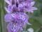 Storczyk ogrodowy - Dactylorhiza pardalina