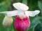 Storczyk ogrodowy - Cypripedium reginae