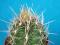 196.Kaktusy Thelocactus bicolor