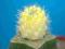 198.Kaktusy Sulcorebut. gigantea v.purpurea'Aurea'