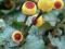 Acmella oleraceae - elektryczna jeżówka 2+1 sadzo!