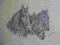 konie - rysunek ołówkiem