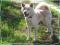 AKITA ~ akita inu PIES Z RODOWODEM