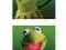 Kermit (Boxes) - plakat 158x53 cm