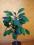 WILCZOMLECZ BIAŁOOBRZEŻONY Euphorbia myrsinites