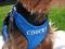 Coocky . Bezuciskowe szelki + smycz ! Wzory ! M