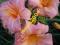 Liliowiec liliowce hemerocallis ~~