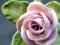 Porcelanowy kwiat... róża Ens / Volkstedt
