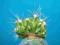 207.Kaktusy Ferocactus echidne'Monstruosus'