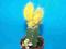 211.Kaktusy Cereus hildmannianus'Firecastle aurea'