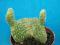 226.Kaktusy Opuntia microdasis 'Cristata'