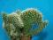 235.Kaktusy Cylindropuntia cylindrica'Cristata'