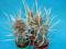 238.Kaktusy Tephrocactus articulatus x 3