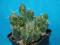 240.Kaktusy Tephrocactus atro-viridis
