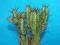 245.Kaktusy Euphorbia enopla-klon 1