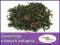 China Fine Oolong Tunxi Shiyan ORGANIC 50g.POLECAM