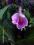 SKRĘTNIK- STREPTOCARPUS -kwiat ze zdjęcia -POLECAM