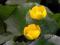 roślina oczko GRĄŻEL ŻÓŁTY nuphar lutea