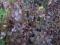 Brzoza bordowa Betula Pendula Purpurea 28-40cm