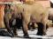 Zużyta nr 1036 - ZOO SŁoń indyjski - 25 imp