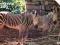 Zużyta nr 1038 - ZOO Zebra - 25 imp