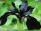 Iris chrysographes _ CZARNA PERŁA w Twoim ogrodzie