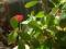 Euphorbia millii wilczomlecz lśniący