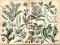 Litografia Botanika Rośliny z 1885 WAWA