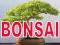 BONSAI _ MEGA ZESTAW _ NAJLEPSZE GATUNKI _ 600 SZT