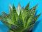 291.Kaktusy Aloe sp. x Haworthia pumila 'Cosmo'