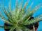 292.Kaktusy Aloe haworthioides