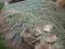 Jałowiec niskopienny Jade River 40-50cm