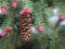 Świerk czerwony Picea rubens 27-32cm
