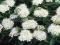 TawułaAlbiflora białe kwiaty krzewy ok 20cm