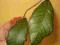 Hoya sp. Gunung Gading - ukorzeniona