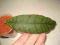 Hoya calistophylla - ukorzeniona