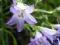 Dzwonek syberyjski fioletowo-niebieski C0,5
